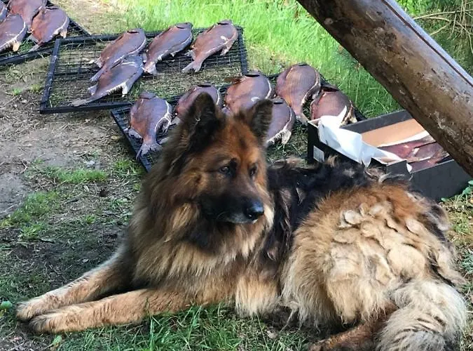 Lodge Rehe Rootsikula (Tartu)